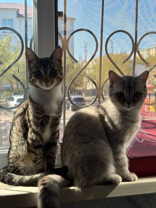 Домашние животные