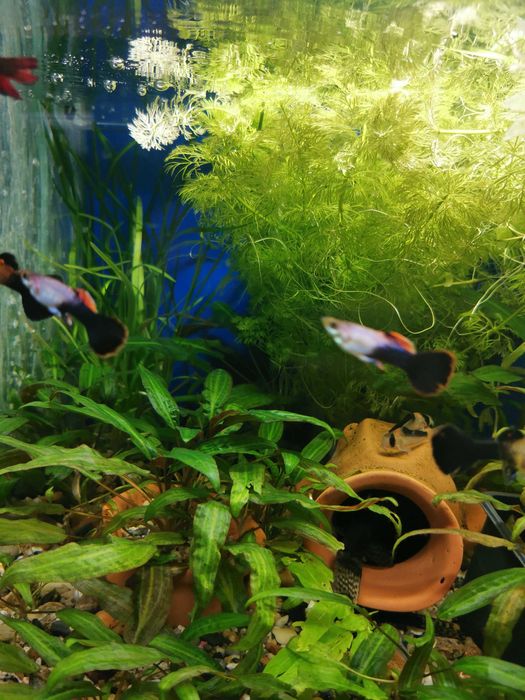 Аквасалон,, Ковчег " живородки