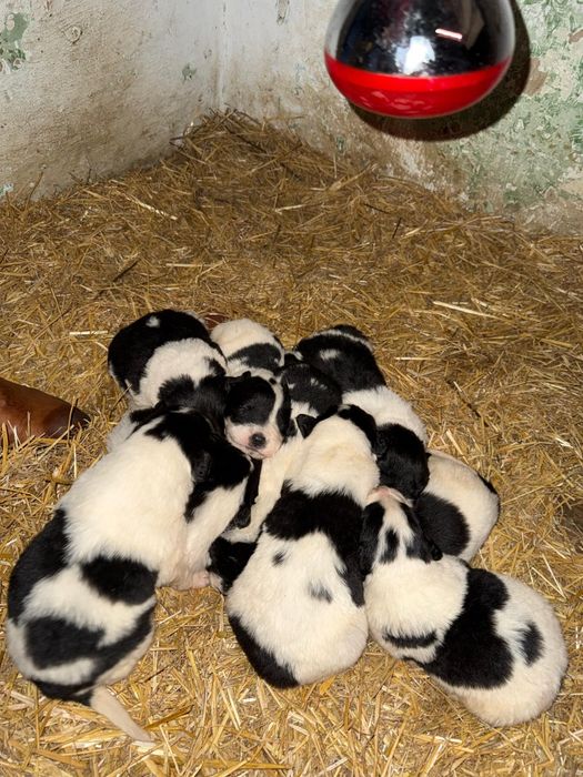 Donez catelusi ciobanesc de bucovina