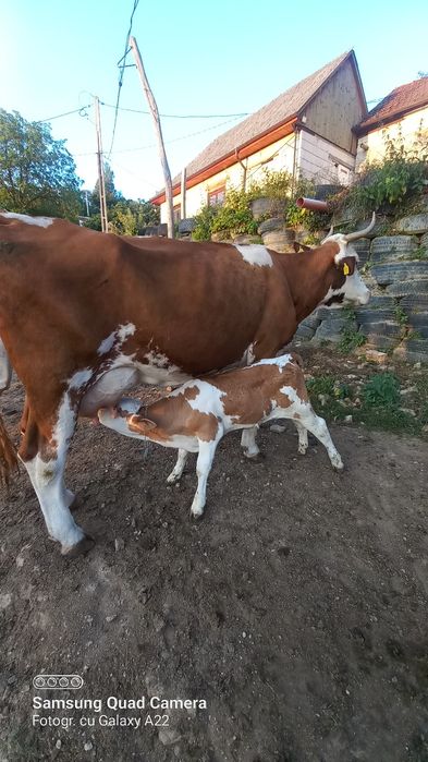Vacă cu vițel.. .