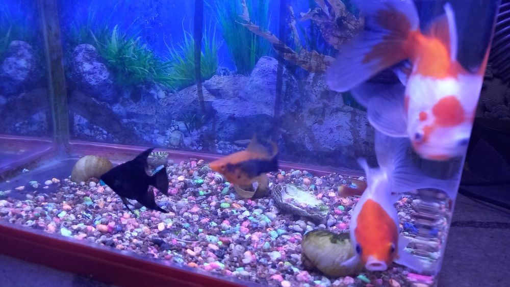 Акварюм с 5 рыбам