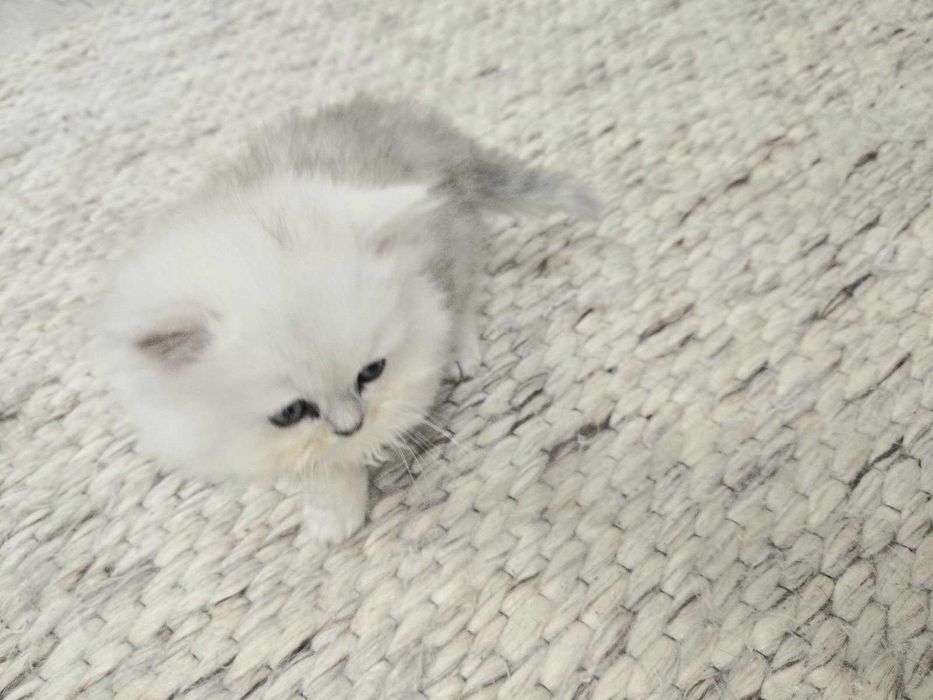 Персийска сребърна чинчила -котенца