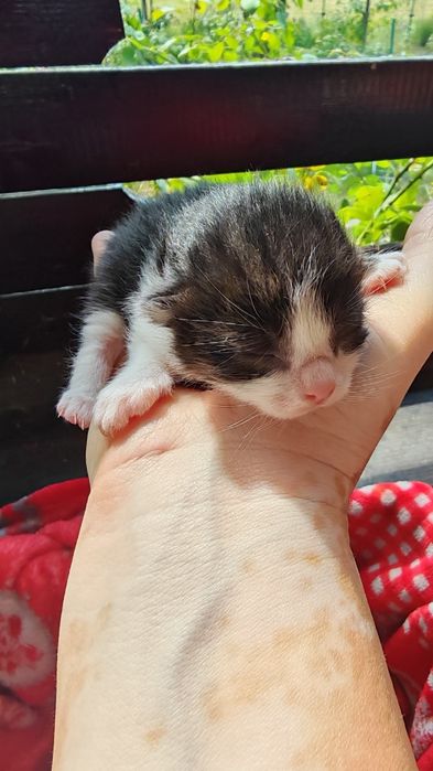 4 pui de pisicuta