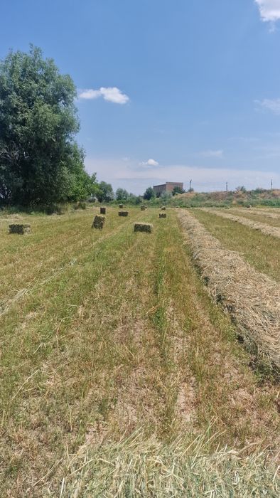 Жонышка люцерна арпа
