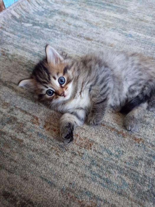 Отдам котят в добрые руки