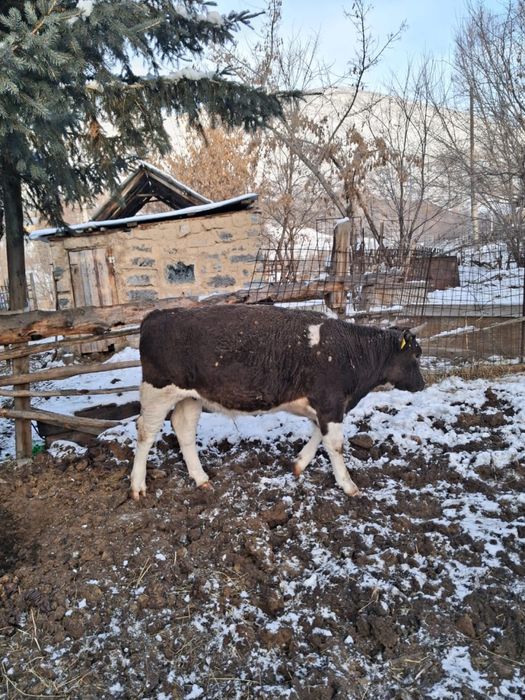 Продам Согым Жирный