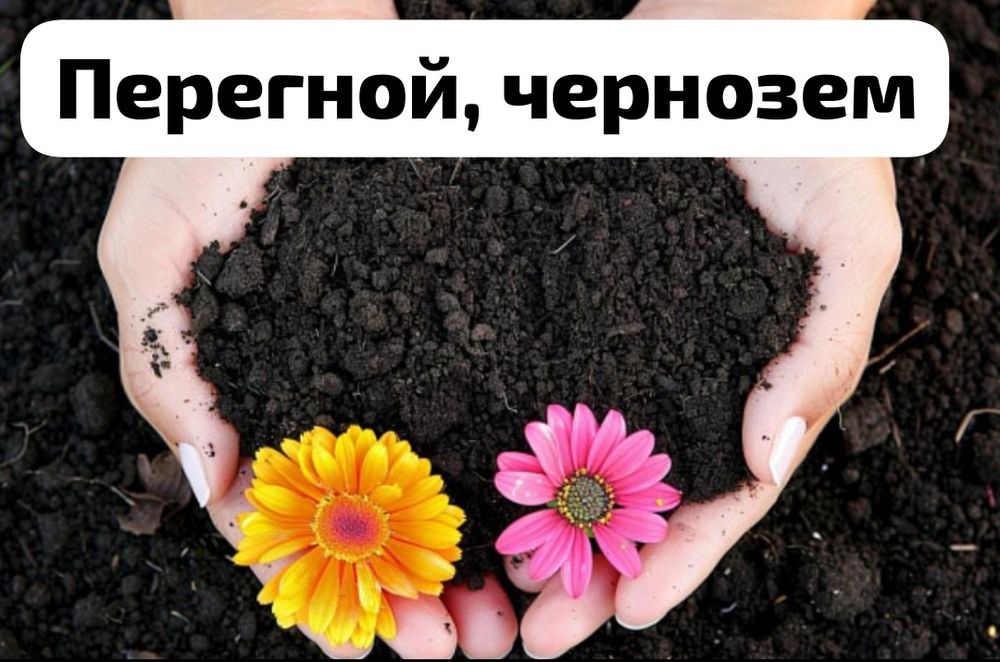 Перегной, Чернозем