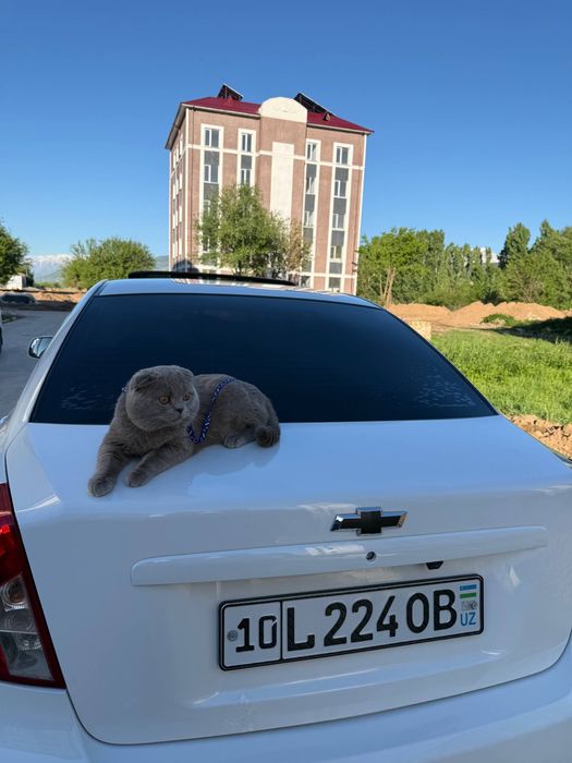 Продаётся шотландский кот.
