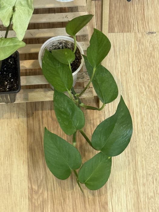 Набор из 6 цветов