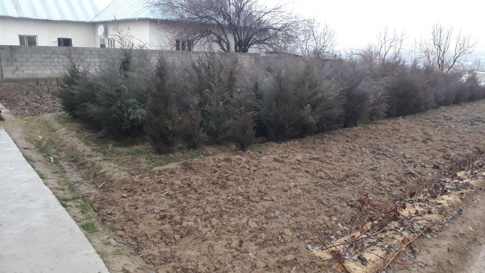 Можжевельник ОПТОМ!