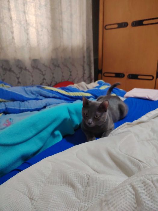 подарявам котарак на 10 месеца
