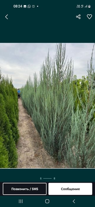 Саженцы көшеттердың барлық түрі бар