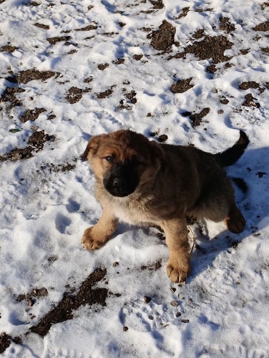 Продается щенки немецкой овчарки,.,