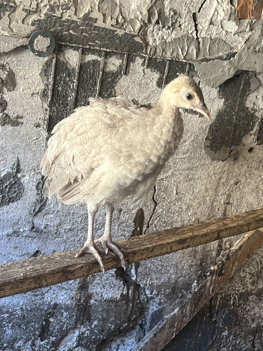 2 pui de paun opal de anul acesta