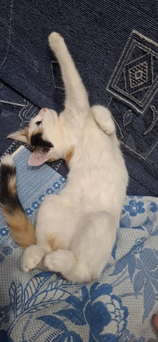 Отдадим в хорошие руки