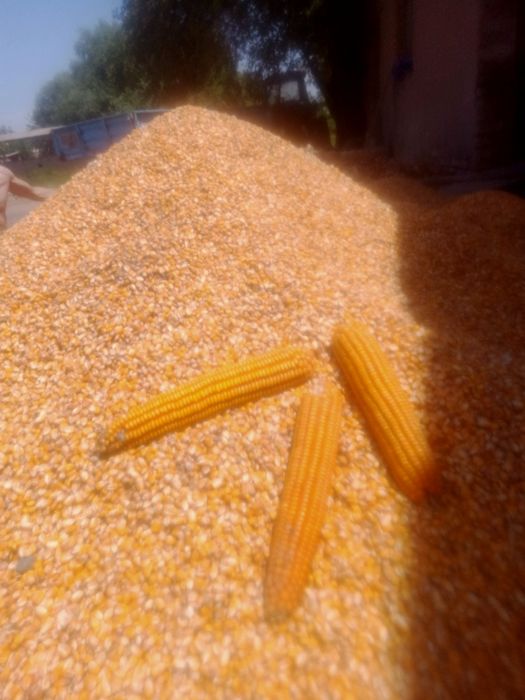 Макайи дон 120 кунлик