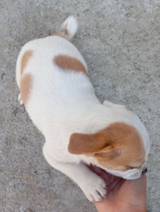 Donez cățelușă, Jack Russel metis