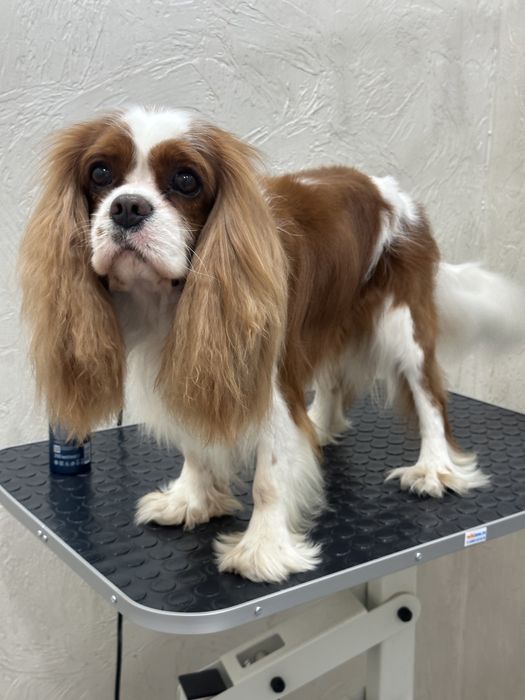 Продаются Щенки Кавалер Кинг Чарльз Спаниель