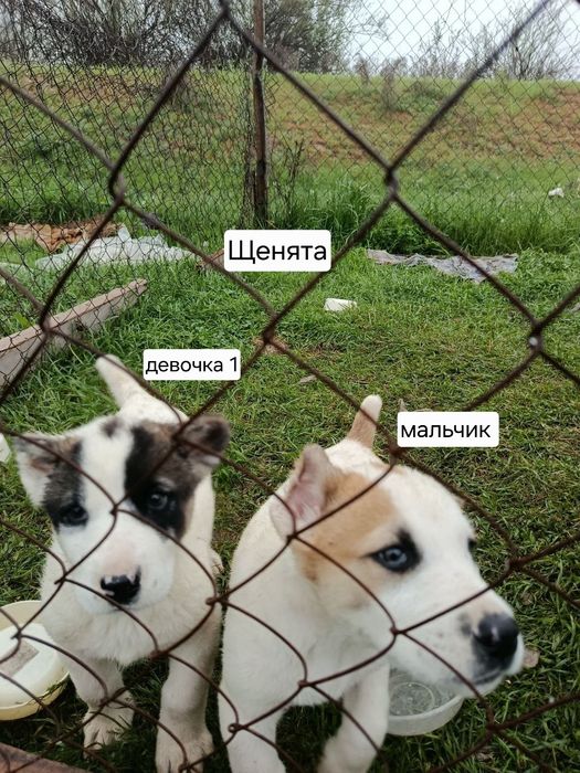 Продаются щенки среднеазиатской овчарки (алабая)