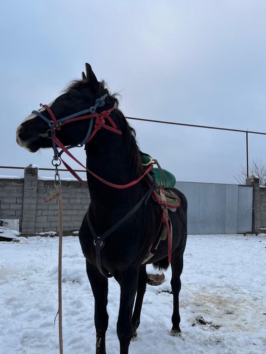 Көкпар аты сатылады