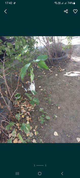 Кошечка в добрые руки.