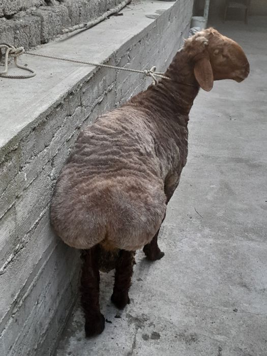 Кучкор зотка суйишка