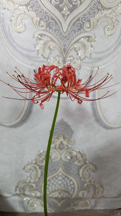 Продам шикарный Ликорис