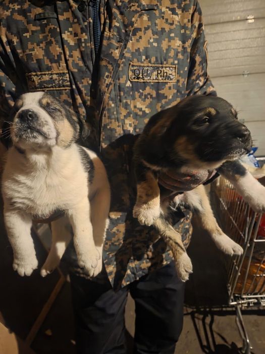 Отдам в хорошие руки