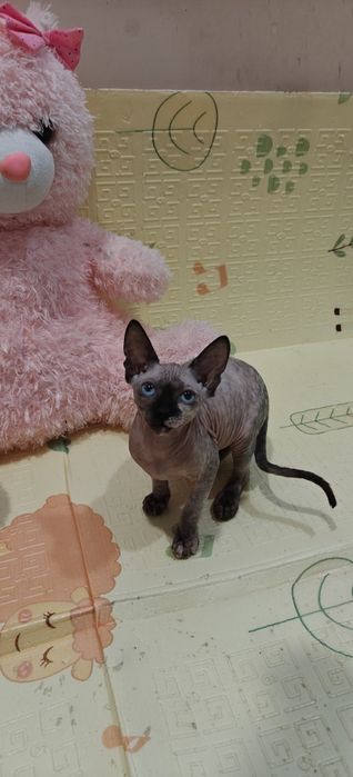 Котета Канадски Сфинкс