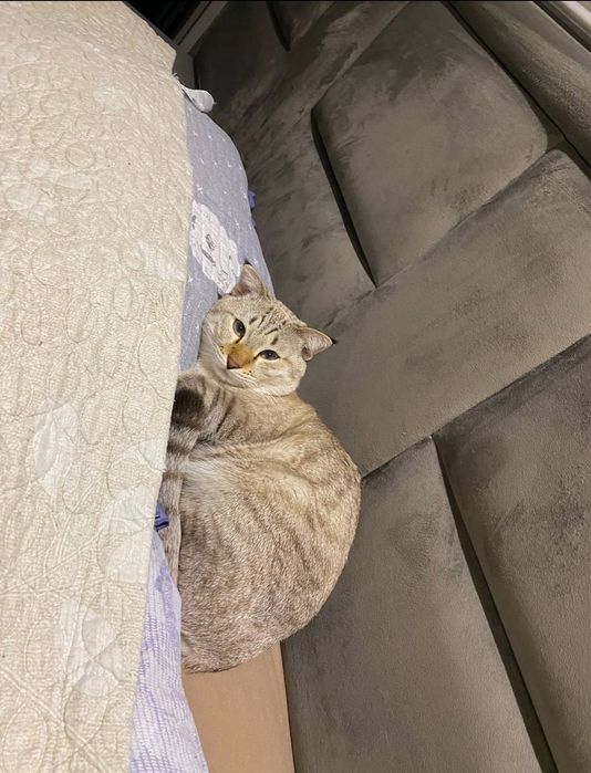 Mushuk sotqmiz zoti bengal