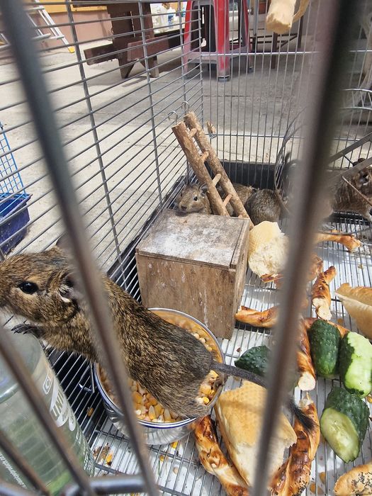 Veverite degu...