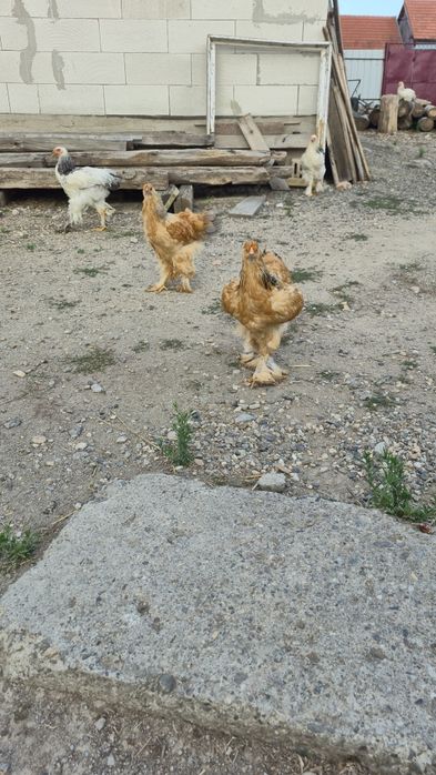 Pui brahma de vanzare