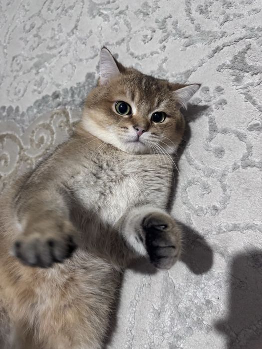 Қўштиришга Золотая шиншила