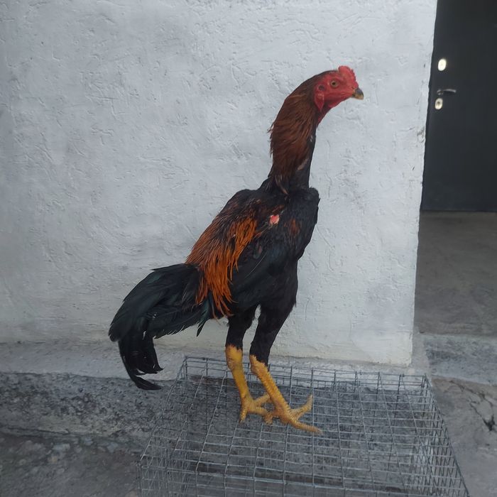 Джужа июнски крупный