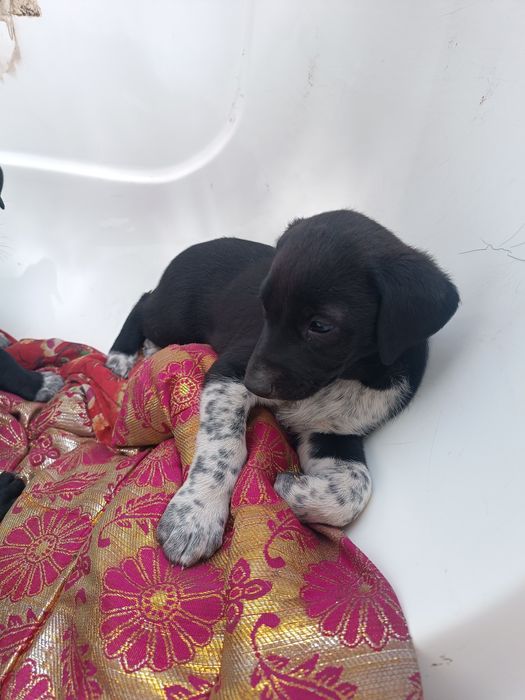 Бесплатно в добрые руки