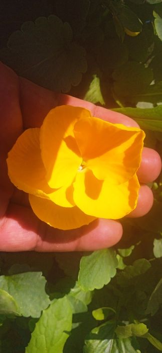 Kapalak viola sotiladi