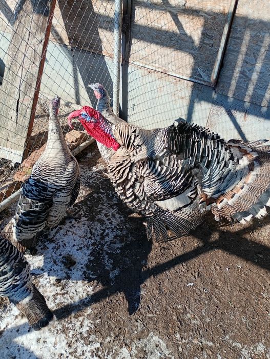 Curcani Narragansett American