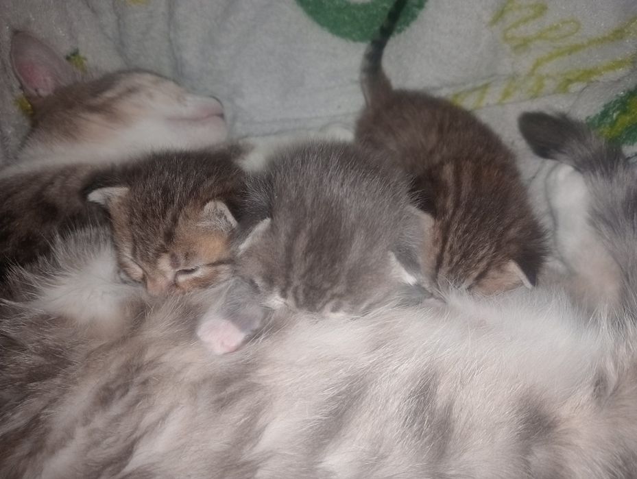 Породистые котята, бронь