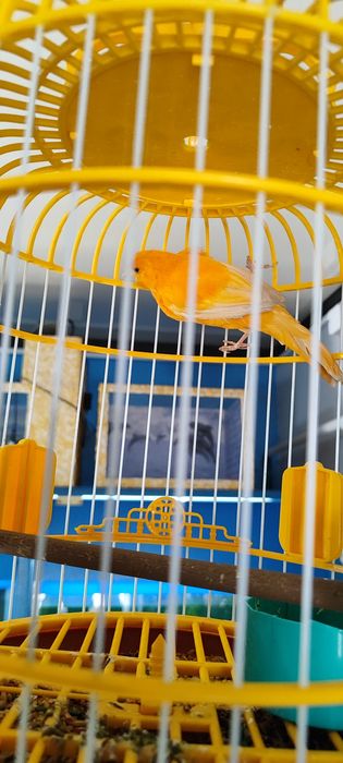 Канарейка сатылады