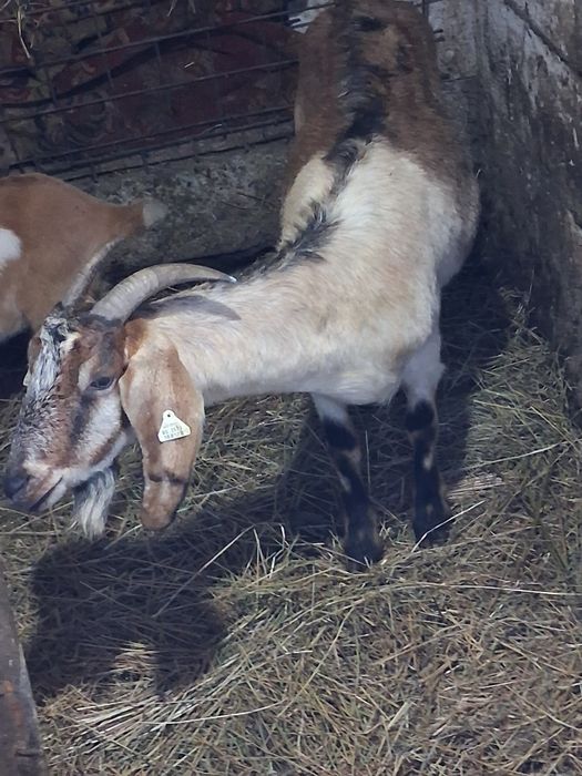 Vând capre anglobiene