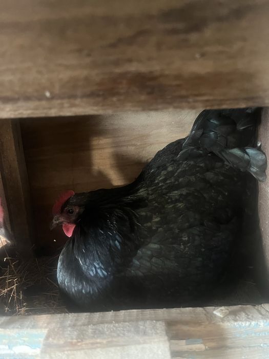 Австралорп инкуционный яйцо