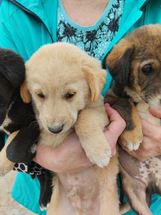 Щенки мальчики в хорошие руки