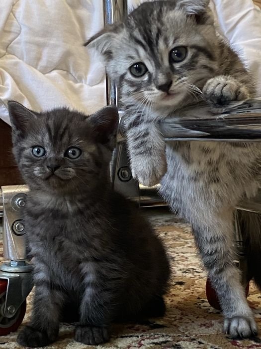 Продаю шатланских котят