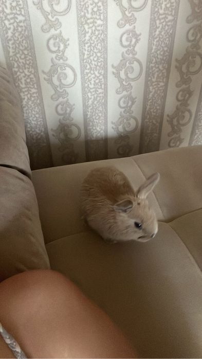 Продам кроликов