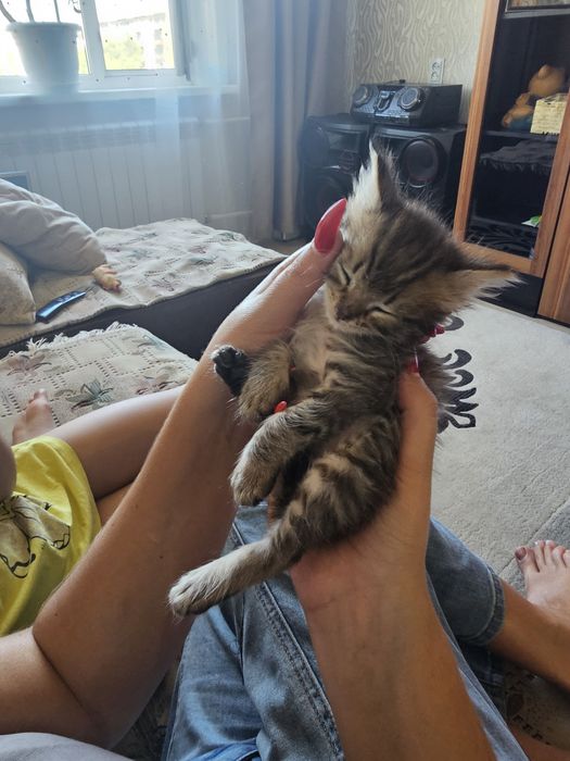Отдам срочно котенка.