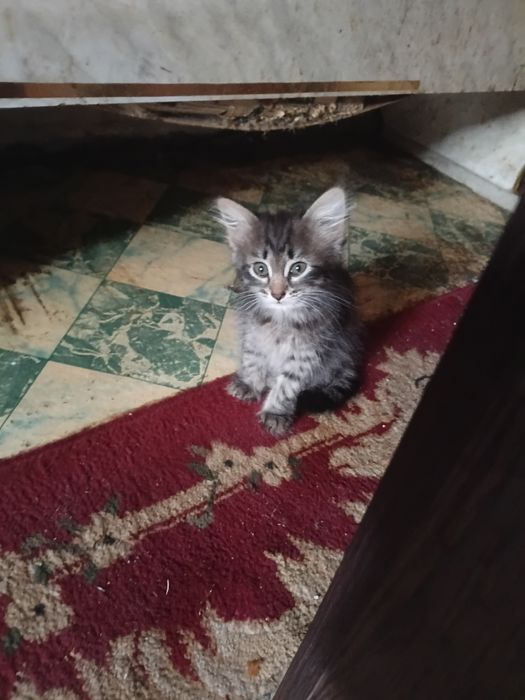 Котята бесплатно.
