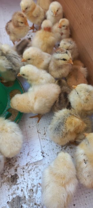 Продам цыплят разные пород