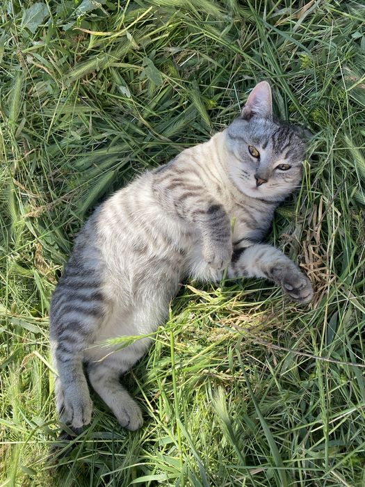 Подарю кота в добрые руки