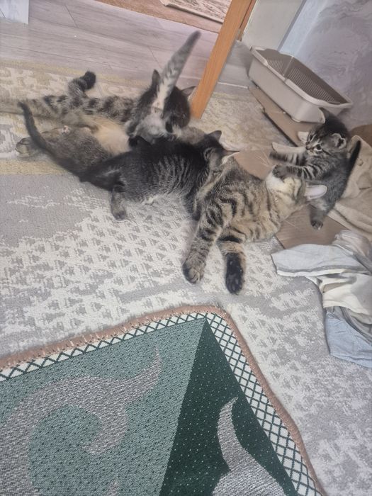 Отдам симпатичных котят