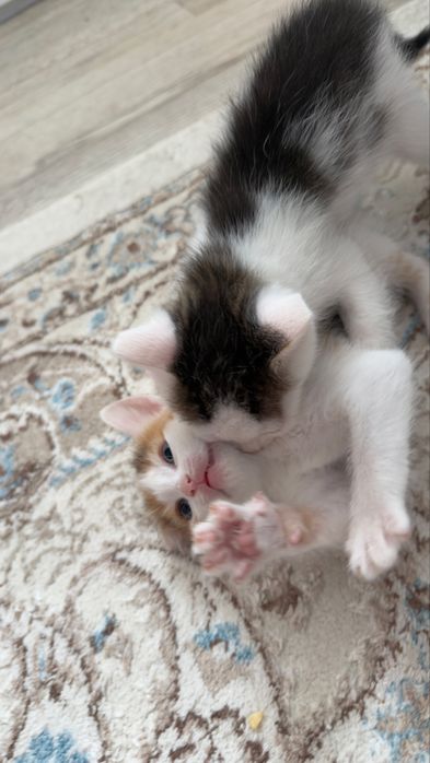 Отдам котят 3дев 1 мальчик